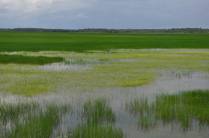 Campo alagado na região de Pinheiro - MA